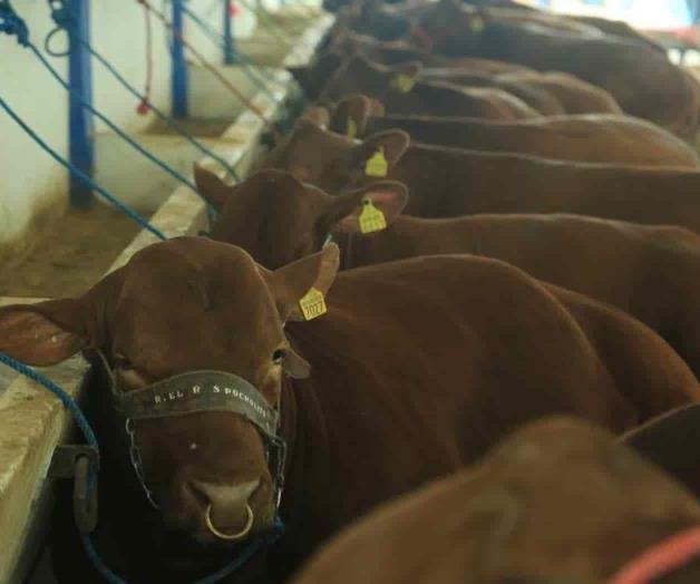 Cae el precio del ganado. Suspenden entrega de aretes de registro