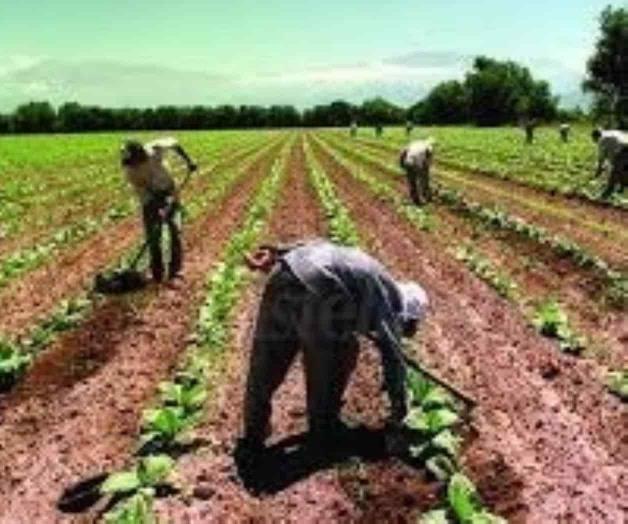 Darán menos a planes de agro y sector rural Darán menos a planes de agro y sector rural