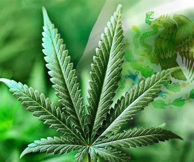 Plantea AMLO abrir debate sobre legalización Plantea AMLO abrir debate sobre legalización