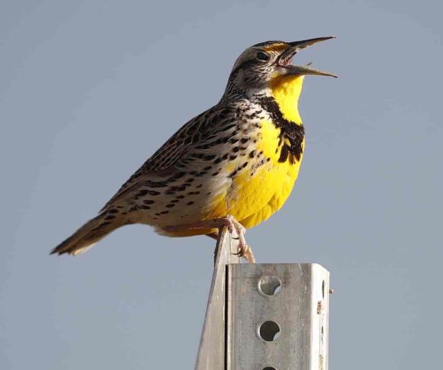 Hay 3 mil millones de aves silvestres menos en EU Hay 3 mil millones de aves silvestres menos en EU