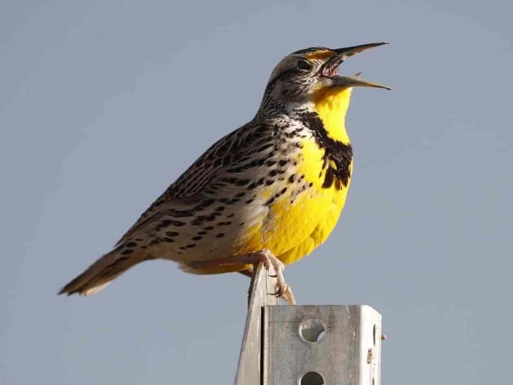Hay 3 mil millones de aves silvestres menos en EU Hay 3 mil millones de aves silvestres menos en EU