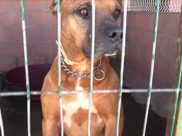 Inicia adopción de perros rescatados Inicia adopción de perros rescatados