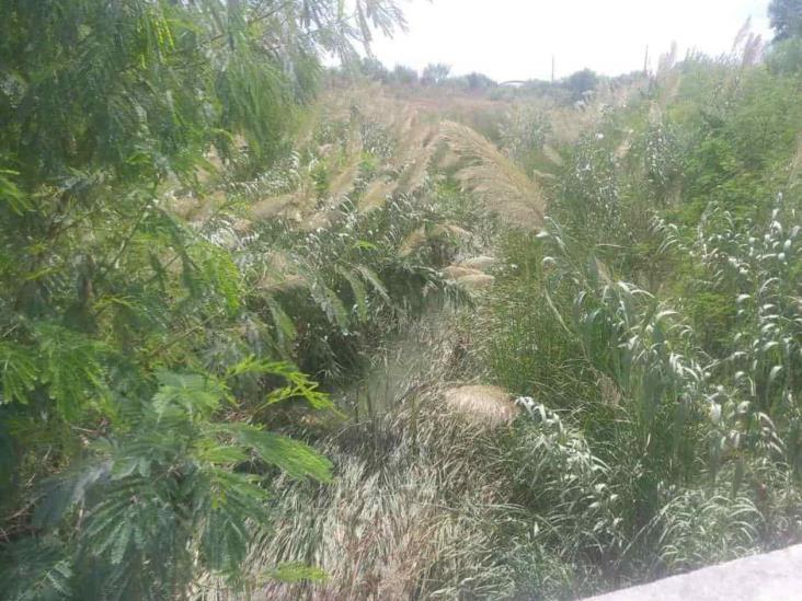 Urge desazolve en este ¿canal? Urge desazolve en este ¿canal?