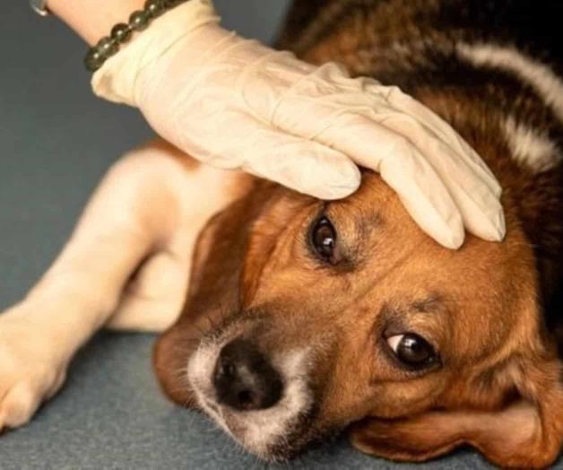 Se reportan más casos de rara enfermedad canina en Noruega