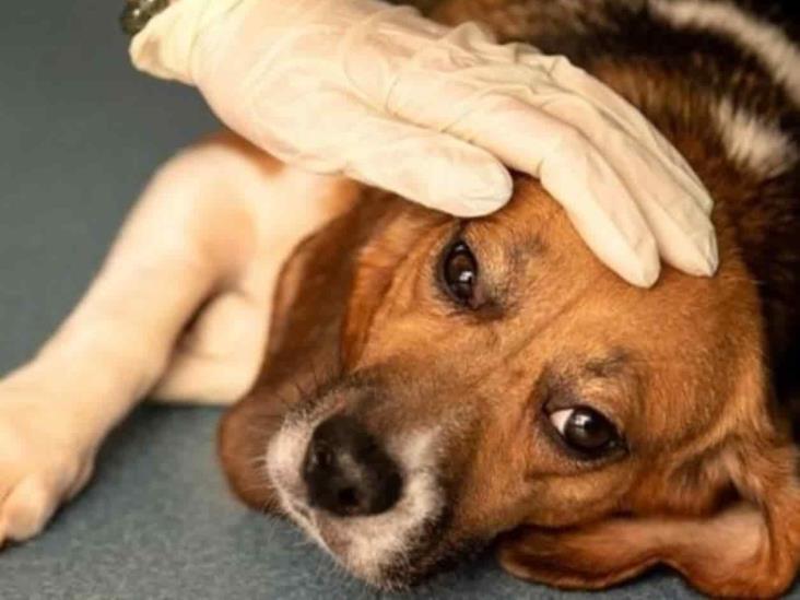 Se reportan más casos de rara enfermedad canina en Noruega Se reportan más casos de rara enfermedad canina en Noruega