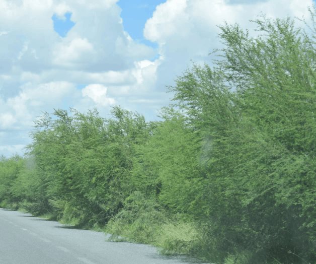 Invade maleza carretera