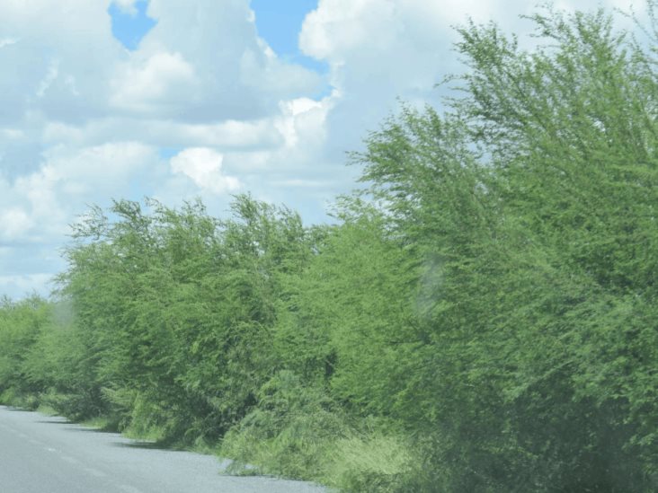 Invade maleza carretera Invade maleza carretera