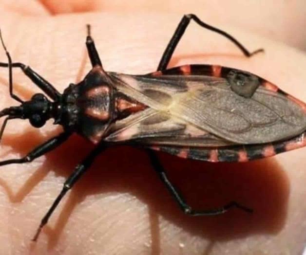 Mal de  Chagas eleva riesgo de insuficiencia cardíaca