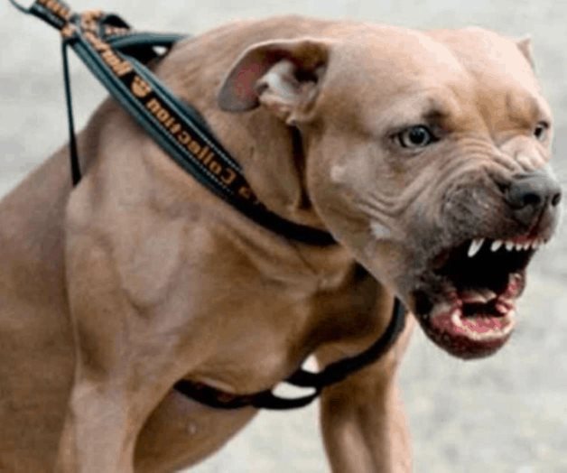 Policía mata a pitbull para salvar la vida a un hombre