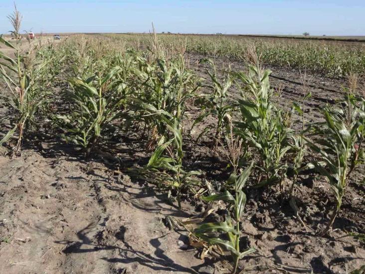 Detectan plaga en siembras de maíz Detectan plaga en siembras de maíz