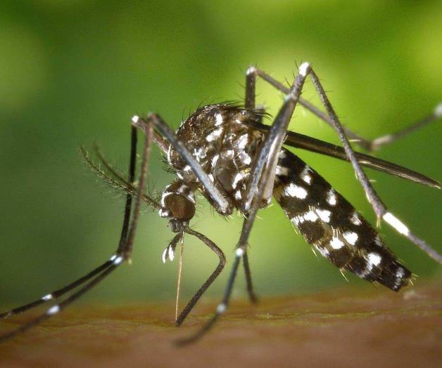 Recomienda IMSS cuidarse del dengue
