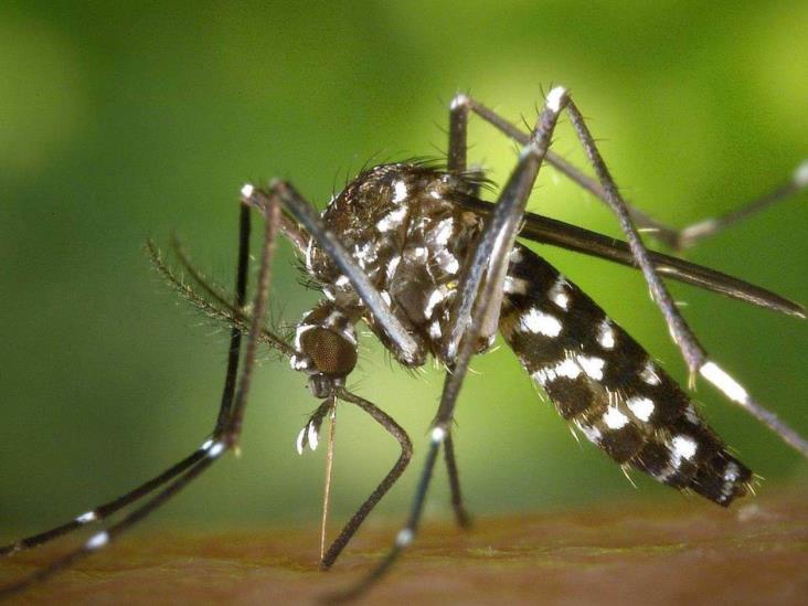 Recomienda IMSS cuidarse del dengue Recomienda IMSS cuidarse del dengue