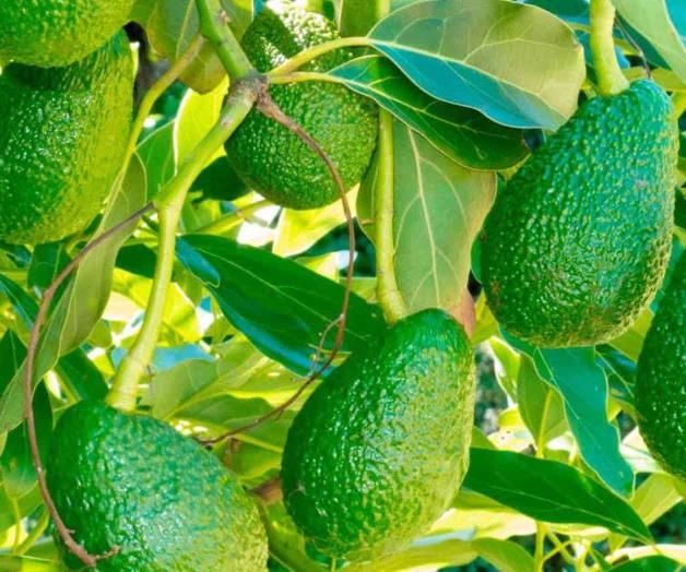 Aplican tecnología los aguacateros para evitar las pérdidas