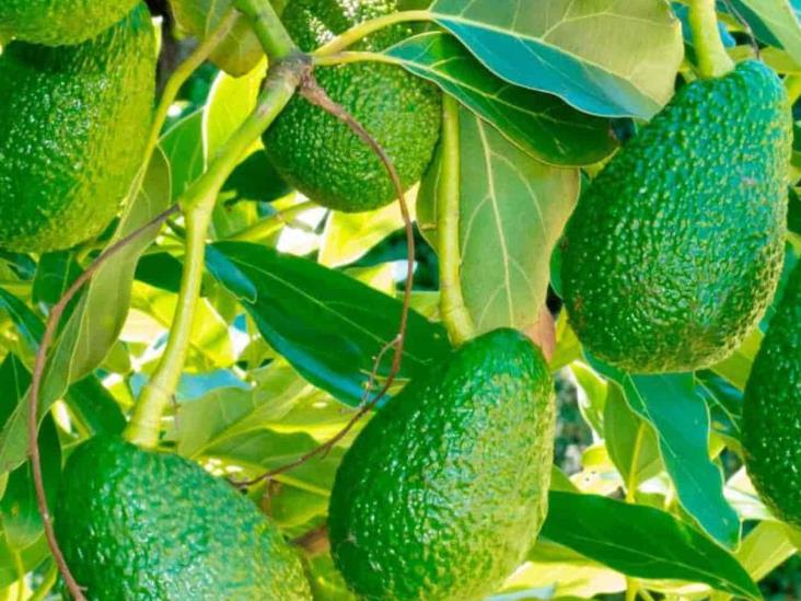 Aplican tecnología los aguacateros para evitar las pérdidas Aplican tecnología los aguacateros para evitar las pérdidas