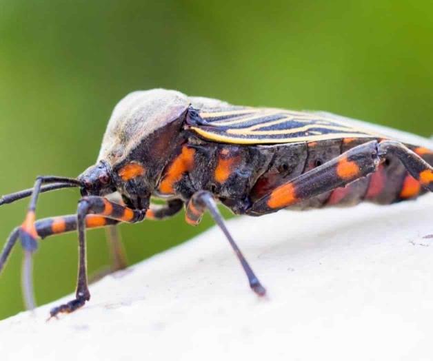 Advierten sobre infección en perros por ‘Kissing Bug’