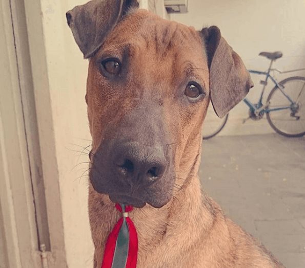 Su perro fue detectado con cáncer; decidió rifar sus boletos de entrada a la Libertadores