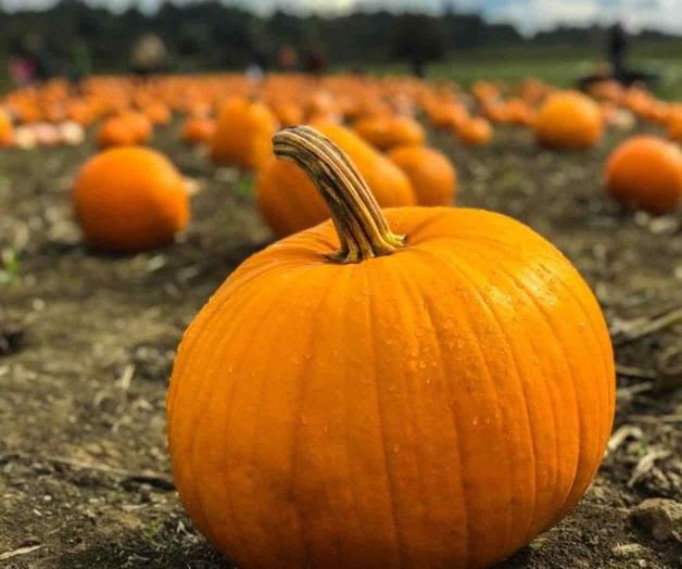 Tienen huerto de calabazas para ‘cosechar’ recursos