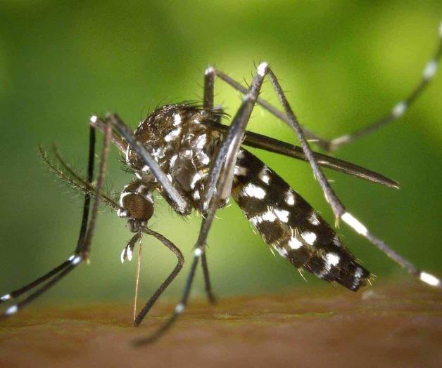 Contienen rumores respecto al dengue