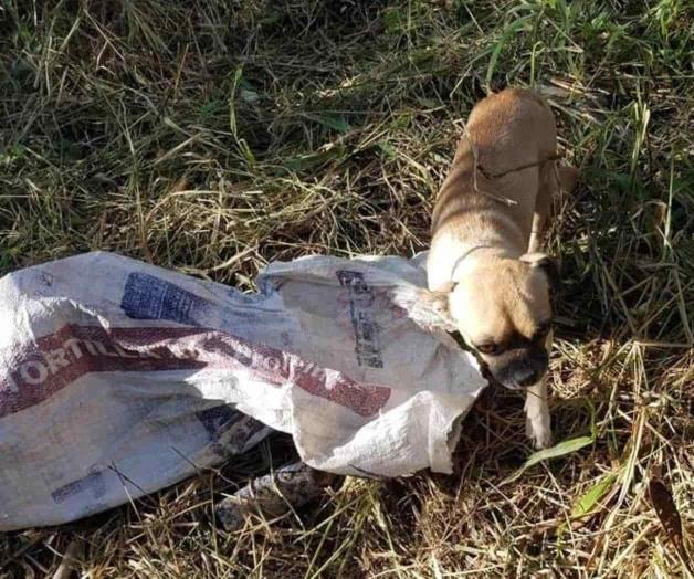 ‘Encostalan’ can, lo tiran en paraje