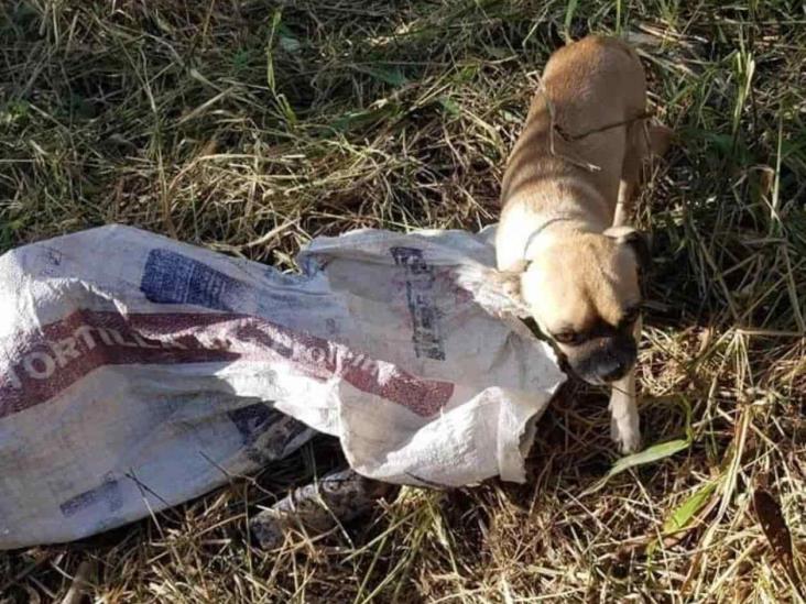 ‘Encostalan’ can, lo tiran en paraje ‘Encostalan’ can, lo tiran en paraje