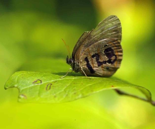 Protegidas por la ley, mariposas sobreviven entre las bombas