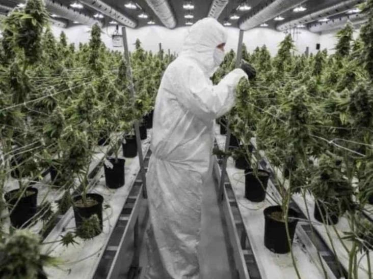 Busca EUA despenalizar la marihuana Busca EUA despenalizar la marihuana
