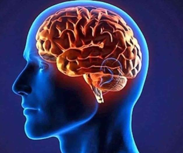 Alimentos ricos en grasas podrían afectar al cerebro y la memoria Alimentos ricos en grasas podrían afectar al cerebro y la memoria