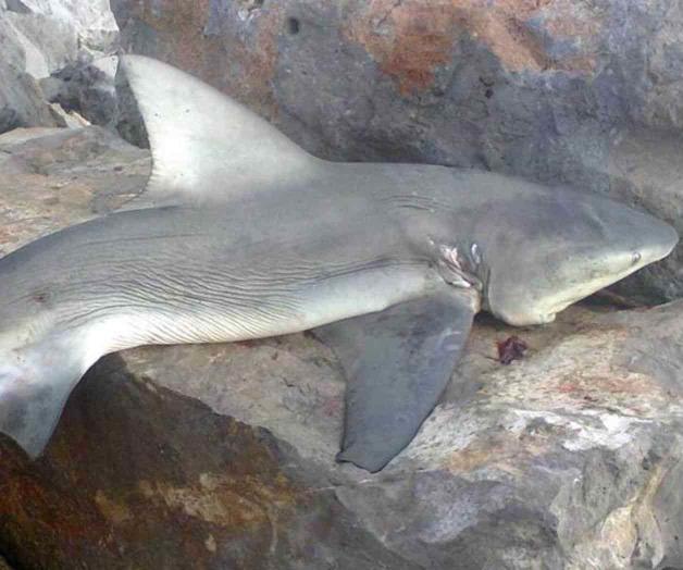 No hay peligro por tiburones en playa Miramar