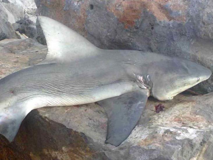 No hay peligro por tiburones en playa Miramar No hay peligro por tiburones en playa Miramar