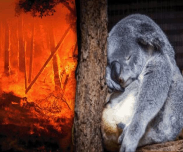 Los koalas se enfrentan indefensos a los incendios en Australia