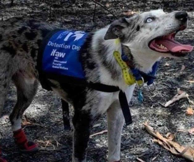 Oso: el perrito que se encuentra ayudando a rescatar koalas en los incendios de Australia