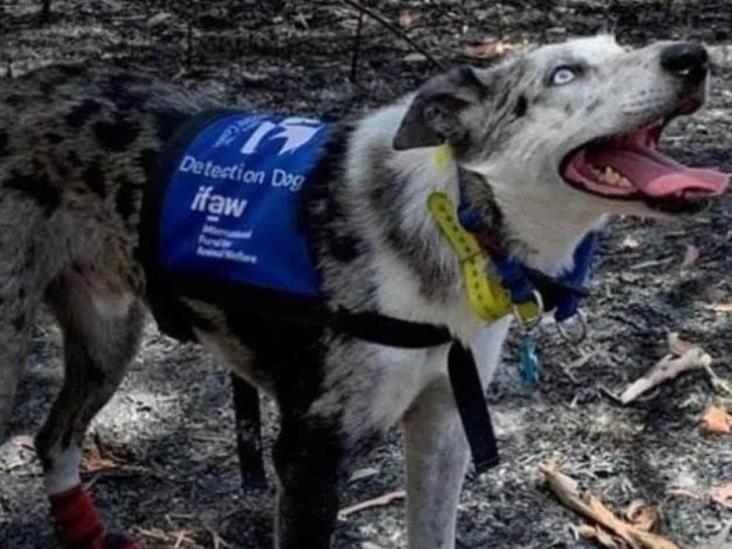 Oso: el perrito que se encuentra ayudando a rescatar koalas en los incendios de Australia Oso: el perrito que se encuentra ayudando a rescatar koalas en los incendios de Australia