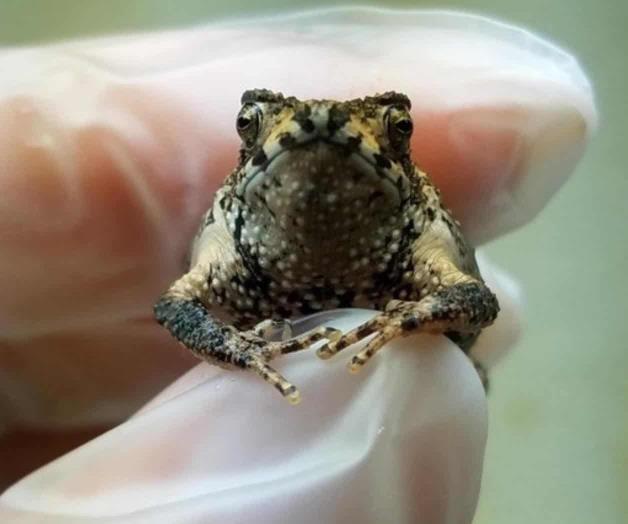 Nace sapo puertorriqueño por fertilización in vitro