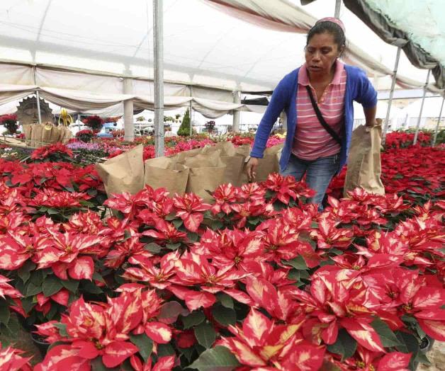 San Lorenzo florece por las nochebuenas