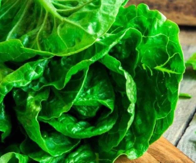 ¡Alerta! Piden no comer lechuga romana por brote de bacteria