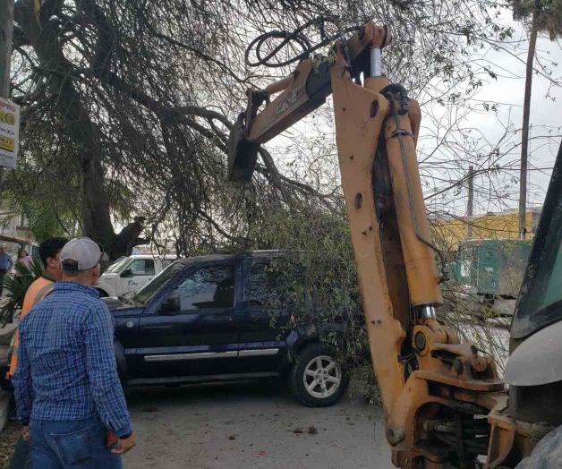Derriba viento rama de árbol