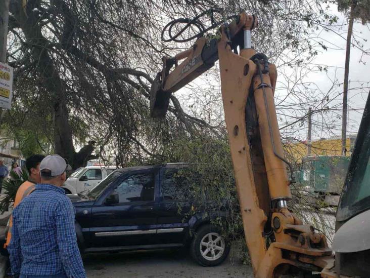 Derriba viento rama de árbol Derriba viento rama de árbol