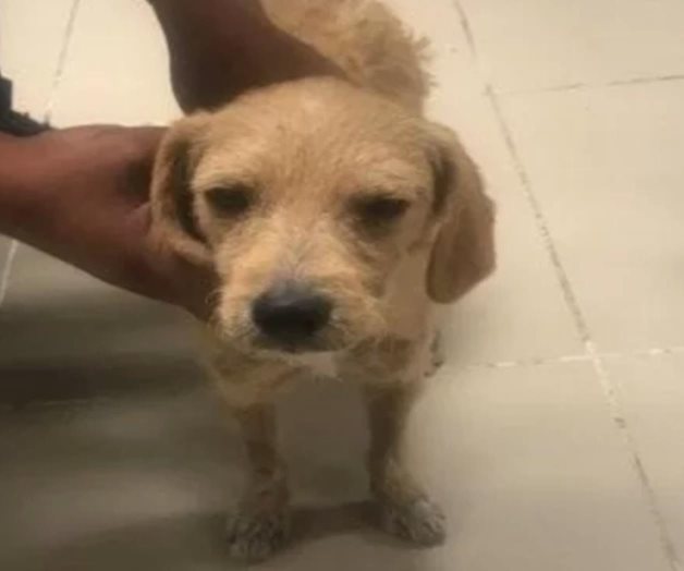 Sorprenden a zoofílico que violaba a un perro en Oaxaca Sorprenden a zoofílico que violaba a un perro en Oaxaca