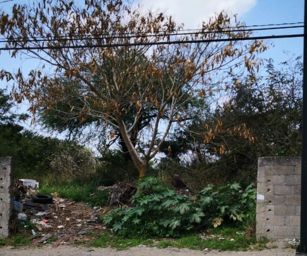 Multarán a dueños de terrenos enmontados