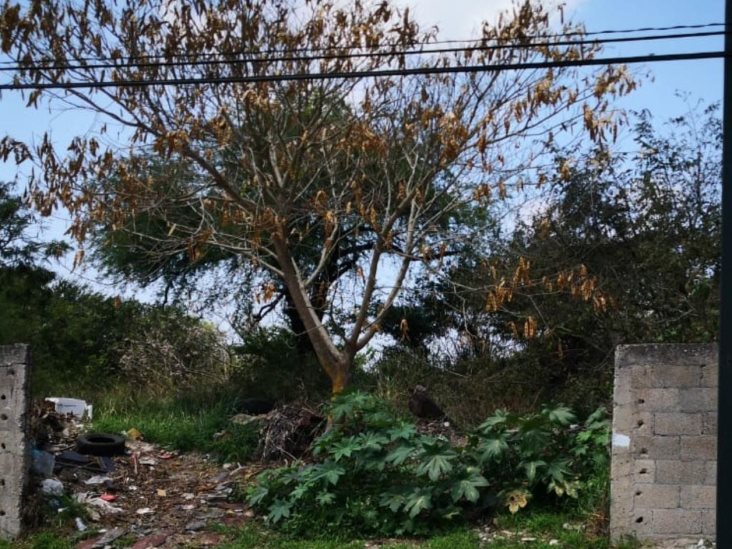 Multarán a dueños de terrenos enmontados Multarán a dueños de terrenos enmontados