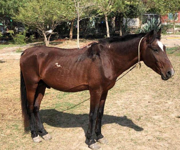 Sigue en recuperación caballo maltratado asegurado