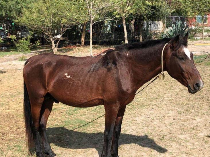 Sigue en recuperación caballo maltratado asegurado Sigue en recuperación caballo maltratado asegurado
