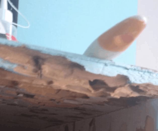 Dispara ciclo reproductivo de termitas