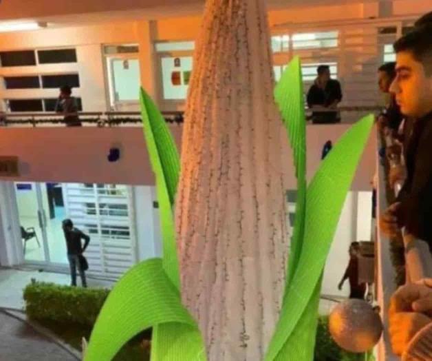 ‘Visten’ pino como elote y los cesan