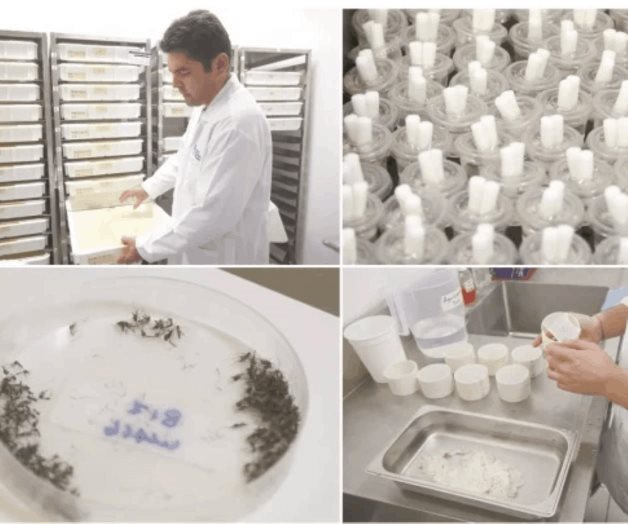 Encuentran una bacteria aliada contra zika y dengue