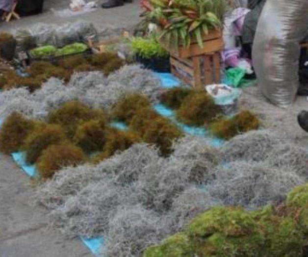 Extracción de heno y musgo genera alto impacto ecológico Extracción de heno y musgo genera alto impacto ecológico