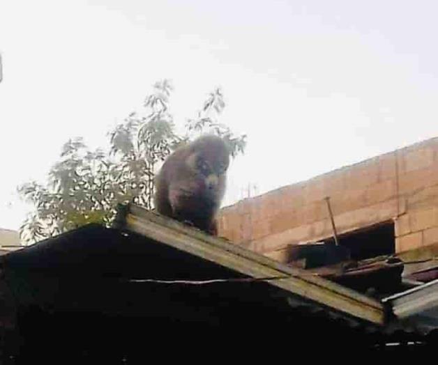 Ataca un tejón a 2 personas Ataca un tejón a 2 personas