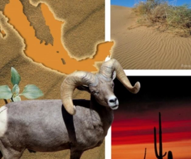 ¿Cómo interactúan las especies para sobrevivir al desierto?