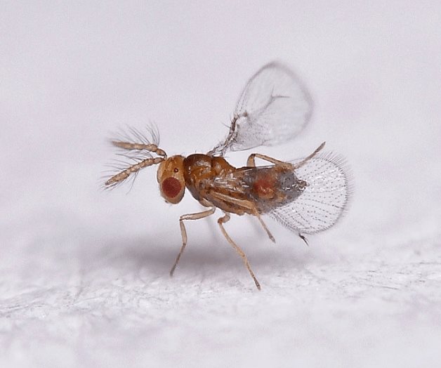 Controlan plaga con insectos Controlan plaga con insectos