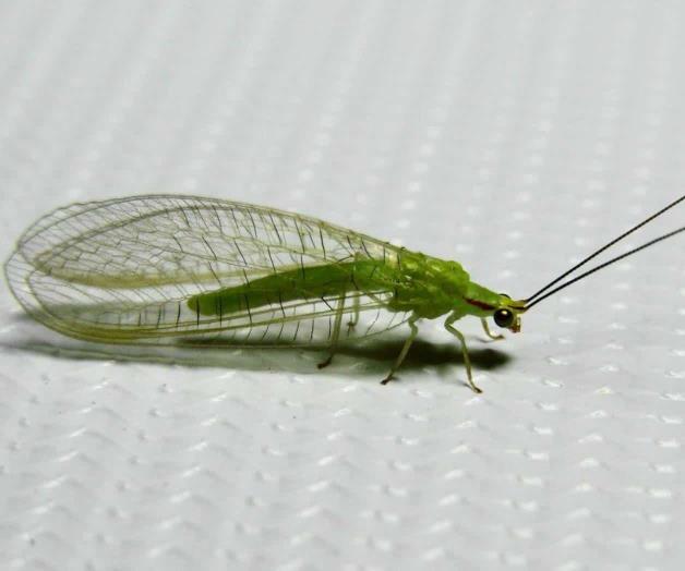 Resaltan uso de insectos benéficos en producción agrícola